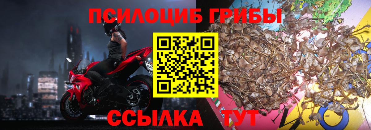 Псилоцибиновые грибы GOLDEN TEACHER  Галлюциногенные грибы MAGIC MUSHROOMS  Вход с VPN  Кизилюрт 